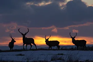 Stag Prints: Red deer, (Cervus elaphus), stags silhouetted at sunset in winter, Scotland, UK. February