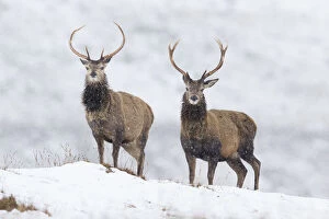 Red deer (Cervus elaphus) stags on snowy ridge, Scotland, UK, February