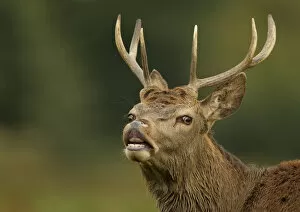 Red deer (Cervus elaphus) young stag tasting the air (flehmen response) Bradgate Park