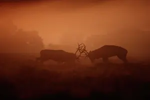 Antlers Prints: Two Red deer (Cervus elephus) stags rutting in thick morning mist on heathland