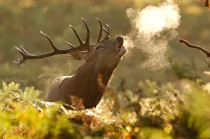 Red deer stag (Cervus elaphus) bellowing in rutting season in morning with steam