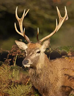 Images Dated 26th November 2020: Red deer stag (Cervus elaphus), Bushy Park, London, UK October