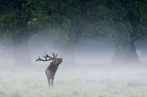 Denmark Collection: Red deer stag {Cervus elaphus} calling in the mist, Dyrehaven, Denmark