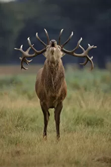 Red deer stag (Cervus elaphus) calling during rut. Richmond Park, England, UK, Europe