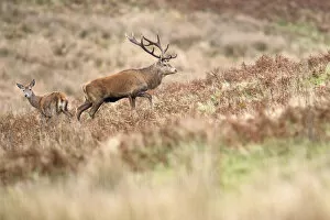 Images Dated 17th May 2022: Red deer stag (Cervus elaphus) with female during rut, Exmoor National Park, Somerset / Devon