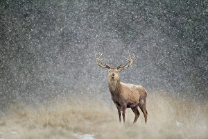 Alone Gallery: Red deer stag (Cervus elaphus) in heavy snow, Cheshire, UK, March