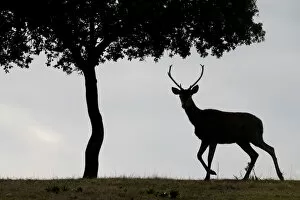 Images Dated 8th July 2020: Red deer stag (Cervus elaphus) and a Holm oak tree (Quercus ilex