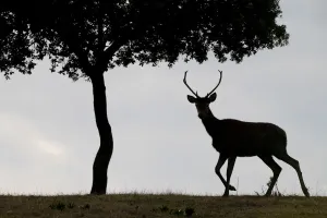 Stag Prints: Red deer stag (Cervus elaphus) and a Holm oak tree (Quercus ilex