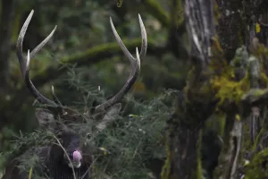 Sub Tropical Rainforest Prints: Red deer stag (Cervus elaphus) humid montane mixed forest, Laba He National Nature Reserve