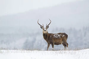 Red deer stag (Cervus elaphus) on moorland ridge in snow, with hills and trees in the distance