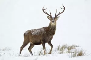 Red deer stag (Cervus elaphus) on open moorland in snow, Cairngorms NP, Scotland, UK, December