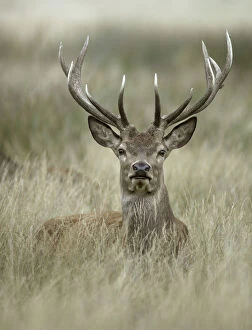 Images Dated 28th August 2008: Red deer stag (Cervus elaphus) portrait lying in long grass, Richmond Park, London