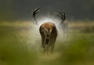 December 2021 Highlights Collection: Red deer stag (Cervus elaphus) rear view, shaking water off itself after the rain