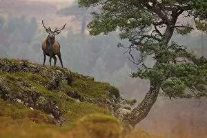 Red deer stag (Cervus elaphus) in rugged habitat standing next to old gnarled Scots pine tree