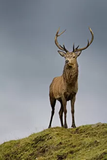 July 2022 Highlights Collection: Red deer stag (Cervus elaphus) during rut on lookout, Exmoor National Park, Somerset / Devon