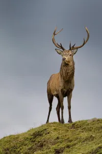Antler Gallery: Red deer stag (Cervus elaphus) during rut on lookout, Exmoor National Park, Somerset / Devon