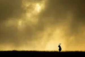 Cervidae Collection: Red deer stag (Cervus elaphus) silhouetted against sky at dusk, Cheshire, October 2014