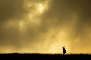 Red deer stag (Cervus elaphus) silhouetted against sky at dusk, Cheshire, October 2014