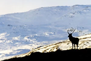 Images Dated 13th March 2019: Red deer stag (Cervus elaphus) silhouetted against a snow covered mountain