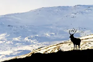 Red deer stag (Cervus elaphus) silhouetted against a snow covered mountain