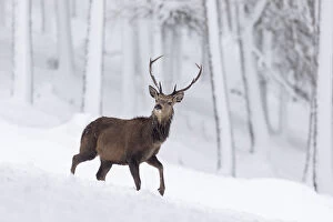 Red Deer stag (Cervus elaphus) in snow-covered pine forest, Cairngorms National Park, Scotland, UK