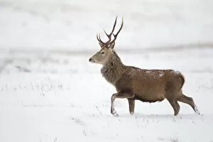 Red deer stag (Cervus elaphus) walking across open moorland in snow, Cairngorms NP