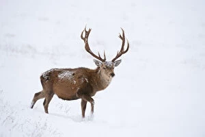 Red deer stag (Cervus elaphus) walking on open moorland in snow, Cairngorms NP, Scotland