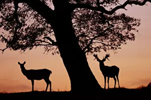 Cervids Collection: Red Deer stag and hind (Cervus elaphus) silhouetted at sunset, Holkham Park, Norfolk, UK