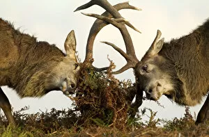Red Deer Stags (Cervus elaphus) fighting amongst the bracken