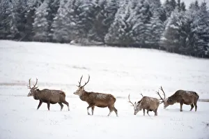 Four Red deer stags (Cervus elaphus) walking and grazing on open snow-covered moorland