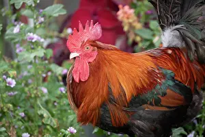 Farms Prints: Red Dorking rooster portrait, free ranging on farm, Calamus, Iowa, USA. August
