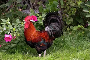 Farms Prints: Red Dorking rooster portrait, free ranging on farm, Calamus, Iowa, USA. August