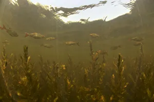 Red-eye / Common rudd (Scardinius erythrophthalmus) in peat pond, Fribourg, Switzerland