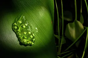Hylidae Prints: Red eye tree frog (Agalychnis callidryas) frogspawn attached to leaf