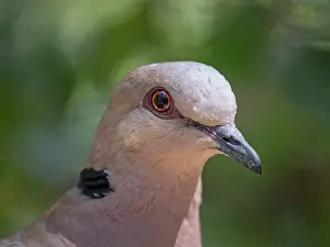 Pigeon Prints: Red-eyed dove (Streptopelia semitorquata) head portrait