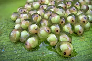 Hylidae Prints: Red-eyed leaf frog (Agalychnis callidryas) developing embryos on a leaf over a rainforest pool