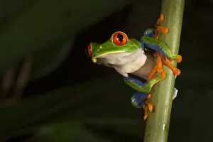 Agalychnis Gallery: Red-eyed leaf frog (Agalychnis callidryas) male, Central Caribbean foothills, Costa Rica