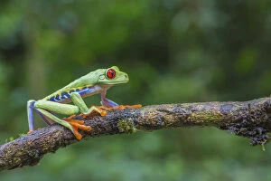 Rainforest Gallery: Red eyed tree frog (Agalychnis callidryas) La Selva Field Station, Costa Rica