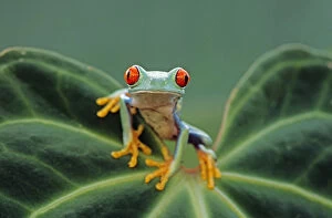 Agalychnis Helenae Gallery: Red eyed tree frog {Agalychnis callidryas} perching on leaf, Captive