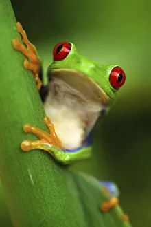 Images Dated 24th April 2008: Red eyed tree frog (Agalychnis callidryas) portrait, Costa Rica