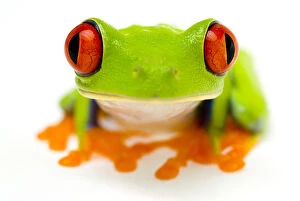 Agalychnis Helenae Gallery: Red eyed tree frog (Agalychnis callidryas) close-up of head Captive