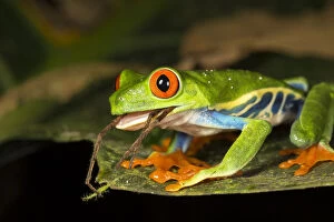 Agalychnis Gallery: Red-eyed tree frog (Agalychnis callidryas) swallowing a spider. El Arenal, Costa Rica