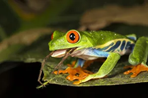 Images Dated 27th August 2016: Red-eyed tree frog (Agalychnis callidryas) swallowing a spider. El Arenal, Costa Rica