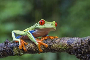 Images Dated 22nd August 2013: Red eyed tree frog (Agalychnis callidryas) La Selva Field Station, Costa Rica