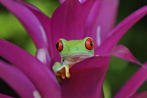 Purple Gallery: Red-eyed tree frog {Agalychnis callidryas} resting in Bromeliad flower, Nicaragua, June