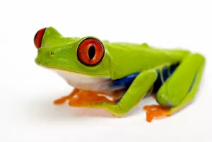 Images Dated 12th February 2008: Red eyed tree frog (Agalychnis callidryas) Captive