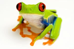 Colourful Gallery: Red eyed tree frog (Agalychnis callidryas) portrait Captive