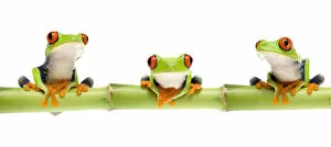 Images Dated 12th February 2008: Red eyed tree frog (Agalychnis callidryas) sitting on bamboo, digital composite Captive