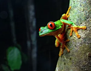 Yellow Collection: Red eyed tree frog (Agalychnis callidryas) resting on tree trunk at night