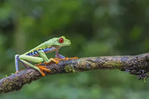Red eyed tree frog (Agalychnis callidryas) La Selva Field Station, Costa Rica